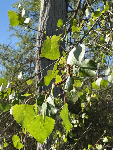 iNaturalist observation photo of Frémont Cottonwood