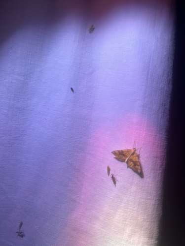 Barred Yellow