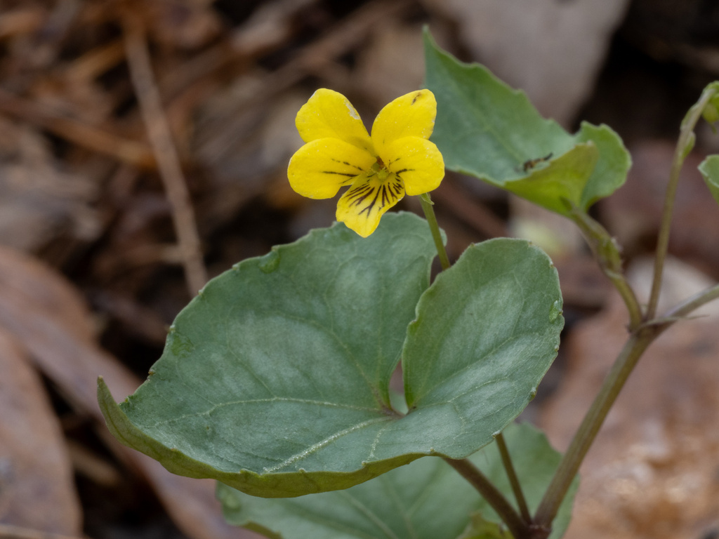 Viola hastata; photograph (c) Turner Brockman, some rights reserved (CC BY-SA)