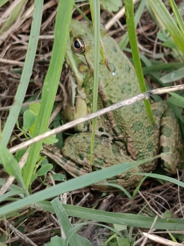 Marsh Frog