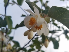 Styrax redivivus