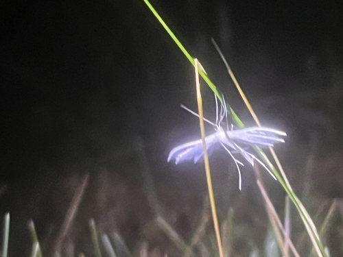 White Plume Moth