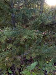Pseudotsuga menziesii