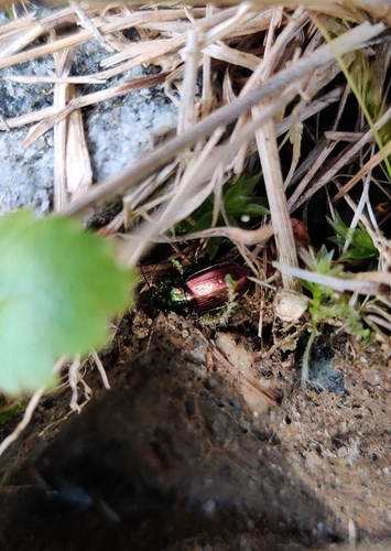 Agonum sexpunctatum