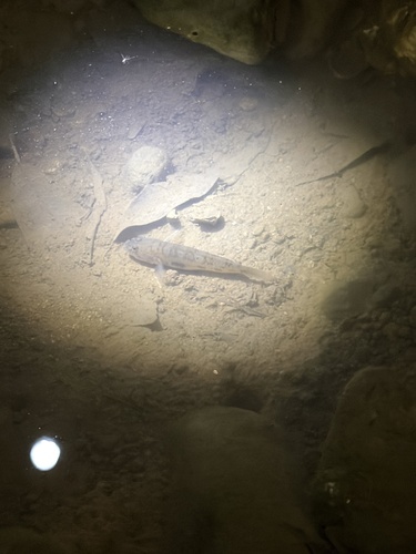 Acentrogobius viridipunctatus observed 2026-06-25
