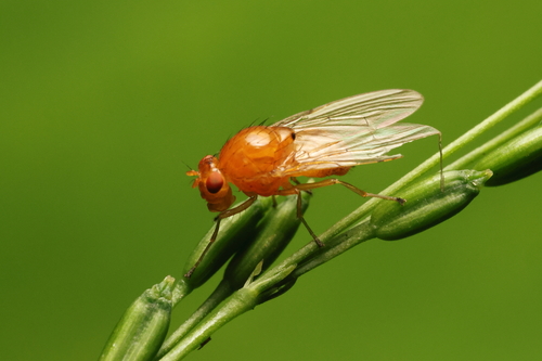 Homoneura unguiculata, 2026-06-25