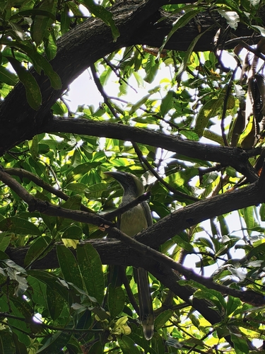Indian Grey Hornbill