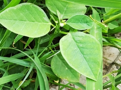 Euphorbia graminea
