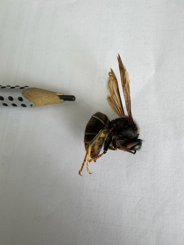 Yellow-legged Hornet