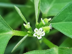 Euphorbia graminea