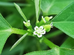 Euphorbia graminea