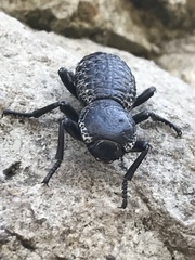 Zopherus laevicollis