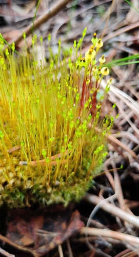 Cruet Collar-moss