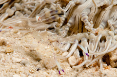 Ancylomenes holthuisi