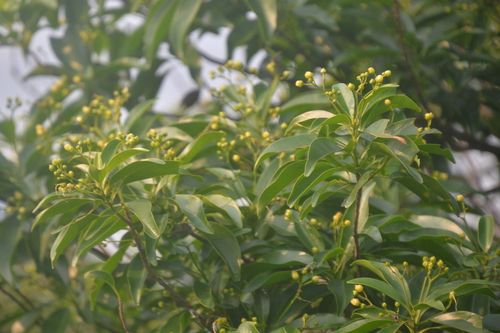 Ixonanthes reticulata observed 2026-04-21