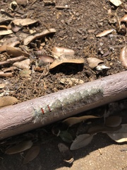 Lasiocampidae