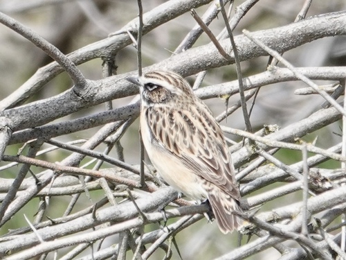 Whinchat