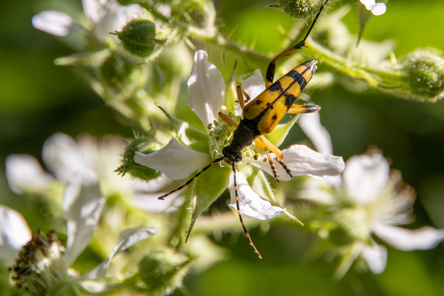Spotted Longhorn Beetle