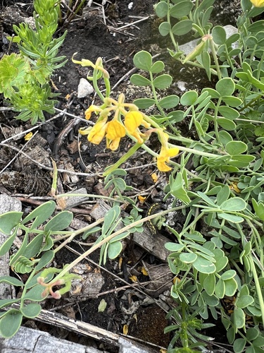 Coronilla vaginalis, photograph 2