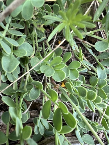 Coronilla vaginalis, photograph 3
