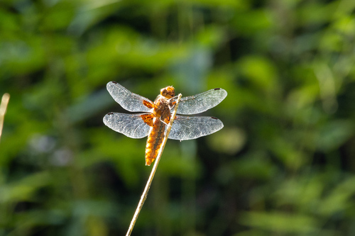 Broad-bodied Chaser