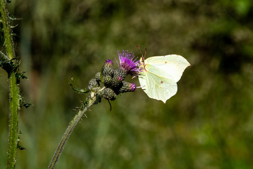 Common Brimstone