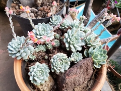 Echeveria globulosa