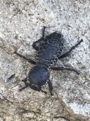 Zopherus laevicollis