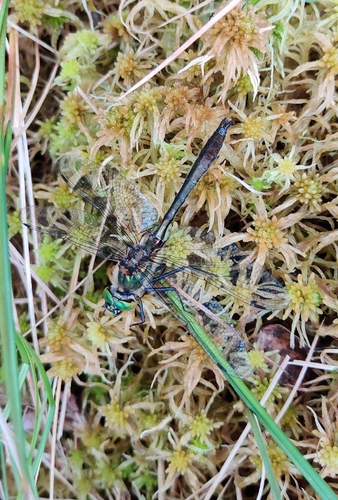 Downy Emerald