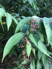 Miconia minutiflora