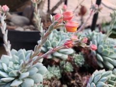 Echeveria globulosa