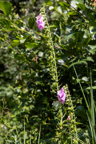 purple foxglove