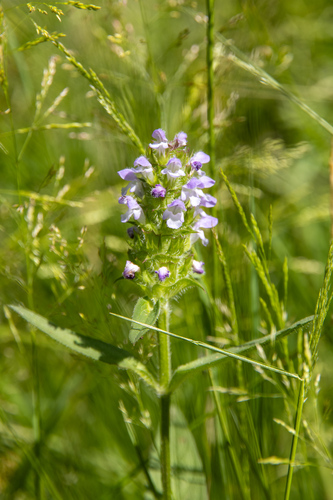 common selfheal