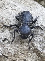 Zopherus laevicollis