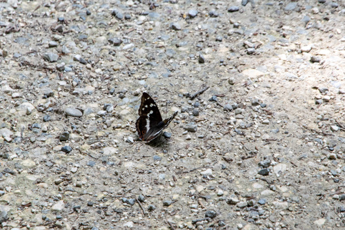 Purple Emperor