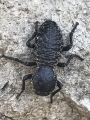 Zopherus laevicollis