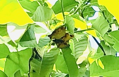 Myotis formosus flavus