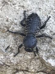 Zopherus laevicollis