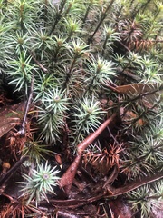 Dawsonia