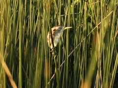 Ixobrychus involucris