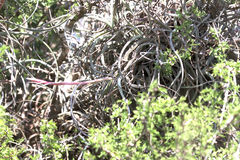 Tillandsia baileyi