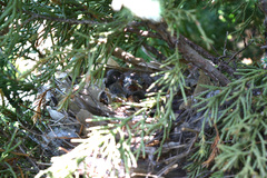 Cardinalis cardinalis