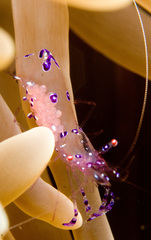 Ancylomenes sarasvati