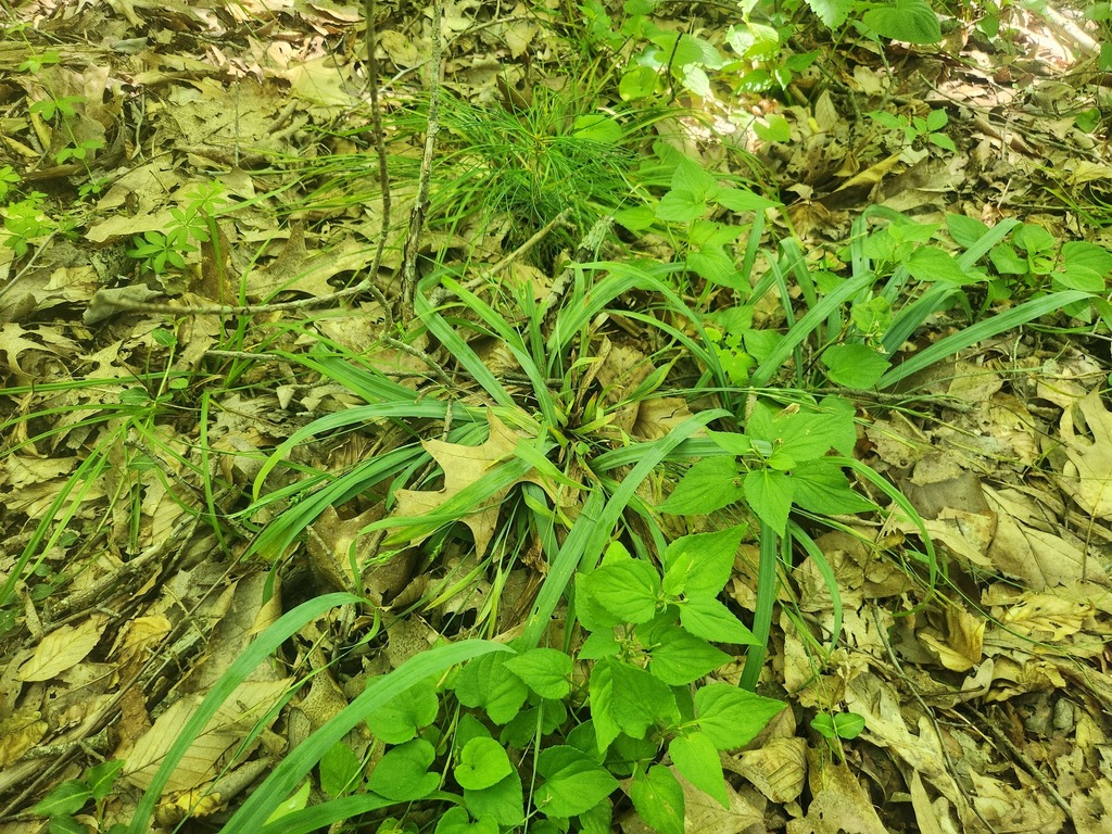 Carex laxiculmis; photograph (c) Summit Metro Parks, some rights reserved (CC BY)