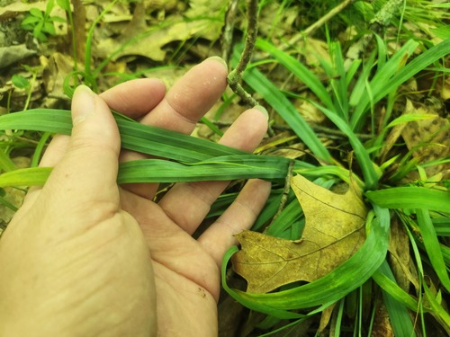 Carex laxiculmis, photograph 2
