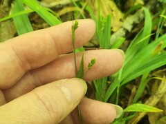 (c) Summit Metro Parks, some rights reserved (CC BY) Carex laxiculmis, photograph (c) Summit Metro Parks, some rights reserved (CC BY)