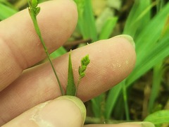 (c) Summit Metro Parks, some rights reserved (CC BY) Carex laxiculmis, photograph (c) Summit Metro Parks, some rights reserved (CC BY)