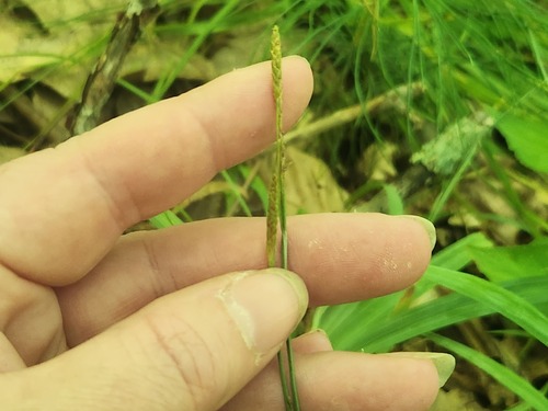 Carex laxiculmis, photograph 5