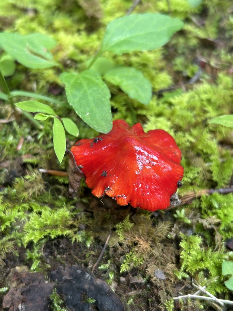 Candy Apple Waxy Cap