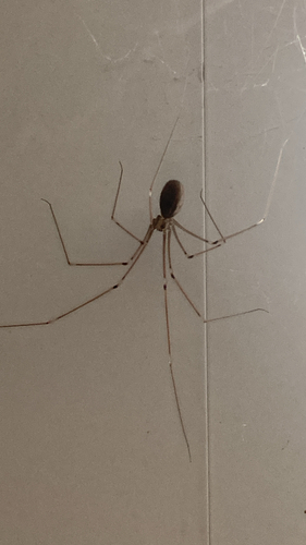 Long-bodied Cellar Spider